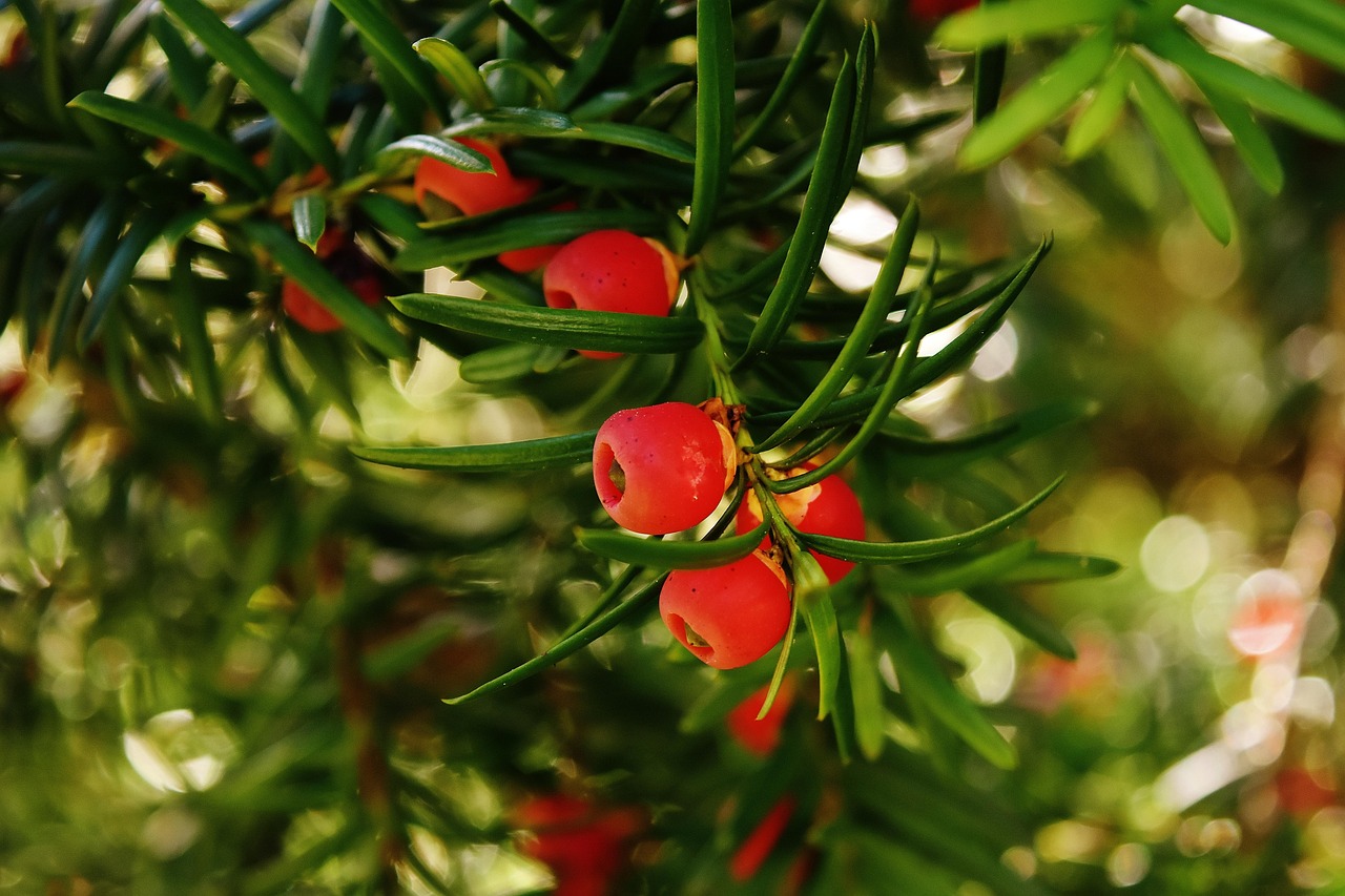 The Ancient Yew of St. Mary's: A Thousand Years in the Churchyard