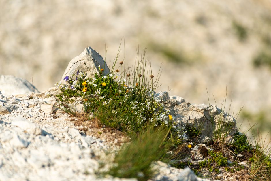 The Old Chalk Quarry: A Walk Through White Dust and Wildflowers