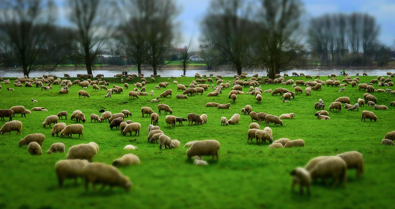 The Shepherd's Year: Voices from the Chalk Downs