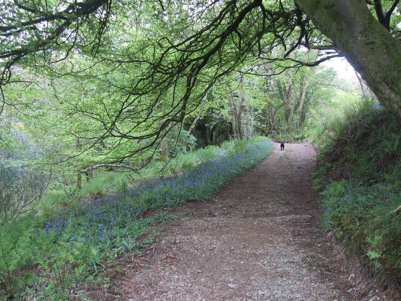 Walking the Ridgeway in Bluebell Season: A Chalk Hill Ramble